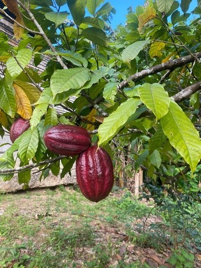 photo d’un cacaoyer au Pérou