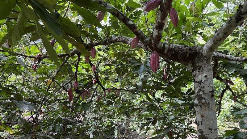 Photo de cabosses sur une branche de cacaoyer