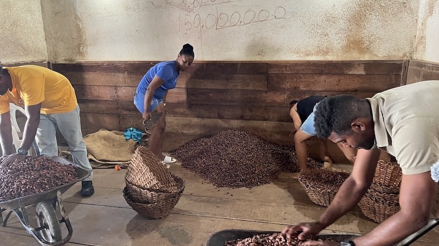 photo de personnes en train de trier des fèves de cacao
